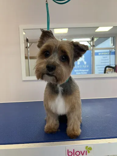 ROYAL ASLAN - Salon Pielęgnacji Psów, Kotów, Królików i Gryzoni